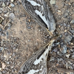 Abantiades atripalpis (Bardee grub/moth, Rain Moth) at Deakin, ACT - 23 Apr 2020 by LisaH