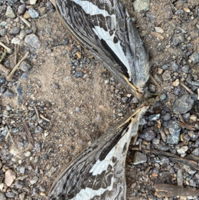 Abantiades atripalpis (Bardee grub/moth, Rain Moth) at Deakin, ACT - 23 Apr 2020 by LisaH