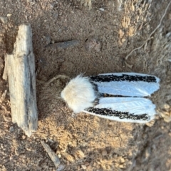 Oenosandra boisduvalii (Boisduval's Autumn Moth) at Hughes, ACT - 24 Apr 2020 by LisaH