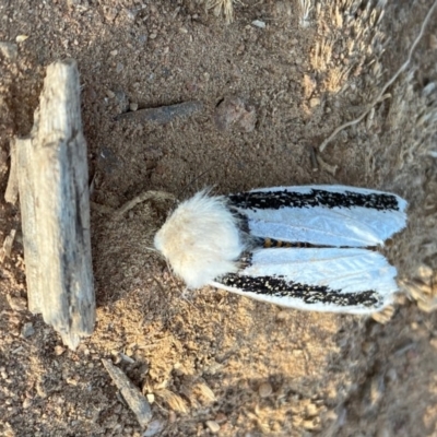 Oenosandra boisduvalii (Boisduval's Autumn Moth) at Hughes, ACT - 23 Apr 2020 by LisaH