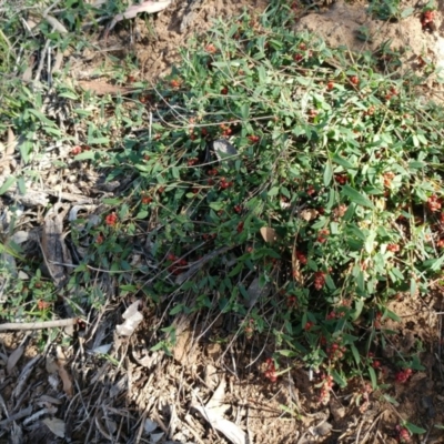 Einadia nutans (Climbing Saltbush) at Dunlop, ACT - 21 Apr 2020 by sangio7