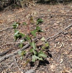 Brachychiton populneus subsp. populneus (Kurrajong) at Dunlop, ACT - 23 Apr 2020 by sangio7