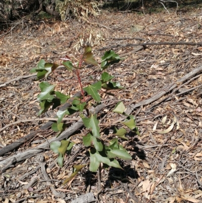 Brachychiton populneus subsp. populneus (Kurrajong) at Dunlop, ACT - 23 Apr 2020 by sangio7