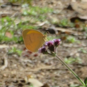 Eurema herla at Uriarra Village, ACT - 24 Apr 2020