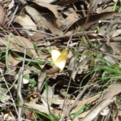 Eurema herla at Uriarra Village, ACT - 24 Apr 2020 12:13 PM