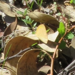 Eurema herla at Uriarra Village, ACT - 24 Apr 2020 12:13 PM