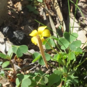 Eurema herla at Uriarra Village, ACT - 24 Apr 2020 12:13 PM