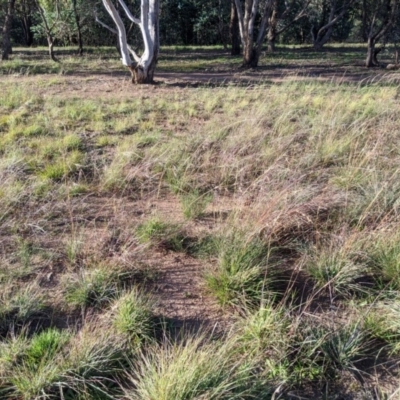 Digitaria brownii (Cotton Panic Grass) at Latham, ACT - 24 Apr 2020 by MattM