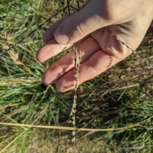 Digitaria brownii at Latham, ACT - 24 Apr 2020