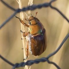 Anoplognathus montanus at Jindabyne, NSW - 26 Jan 2020