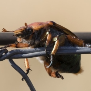 Anoplognathus montanus at Jindabyne, NSW - 26 Jan 2020