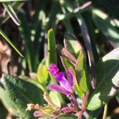 Polygala japonica (Dwarf Milkwort) at Boro, NSW - 21 Apr 2020 by mcleana