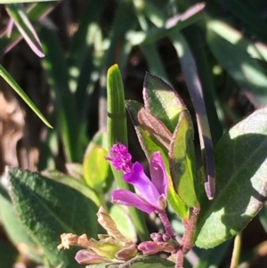 Polygala japonica at Boro, NSW - 21 Apr 2020