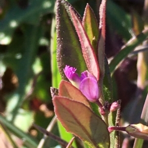 Polygala japonica at Boro, NSW - 21 Apr 2020