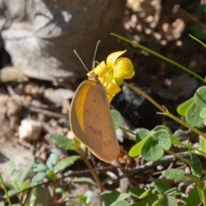 Eurema herla at Uriarra Village, ACT - 24 Apr 2020 01:13 PM