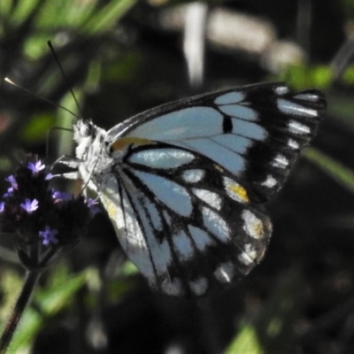 Belenois java (Caper White) at Uriarra Village, ACT - 24 Apr 2020 by JohnBundock