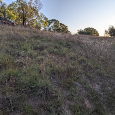 Dichanthium sericeum (Queensland Blue-grass) at Latham, ACT - 23 Apr 2020 by MattM
