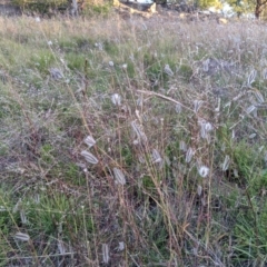 Dichanthium sericeum at Latham, ACT - 24 Apr 2020