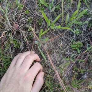 Dichanthium sericeum at Latham, ACT - 24 Apr 2020