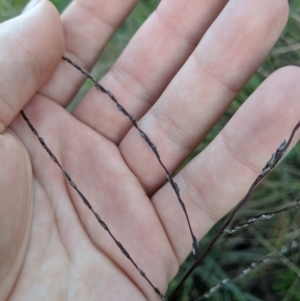 Digitaria brownii at Latham, ACT - 24 Apr 2020