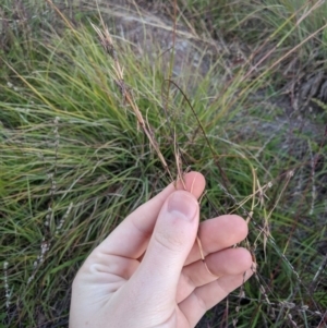 Cymbopogon refractus at Flynn, ACT - 24 Apr 2020