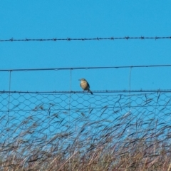 Anthus australis (Australian Pipit) at Dunlop, ACT - 15 Apr 2020 by Philip