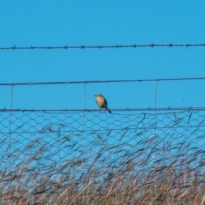 Anthus australis at Dunlop, ACT - 15 Apr 2020