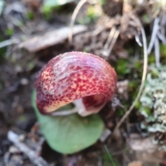 Corysanthes hispida at Hackett, ACT - 24 Apr 2020