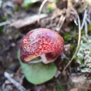 Corysanthes hispida at Hackett, ACT - 24 Apr 2020