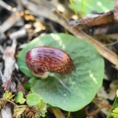 Corysanthes hispida at Hackett, ACT - 24 Apr 2020