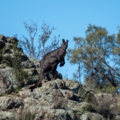 Osphranter robustus (Wallaroo) at Lower Molonglo - 23 Apr 2020 by Philip