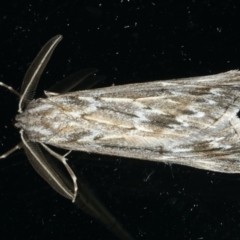 Ciampa arietaria (Brown Pasture Looper Moth) at Ainslie, ACT - 23 Apr 2020 by jb2602