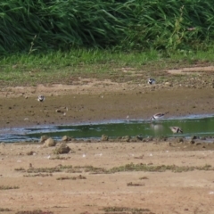 Charadrius melanops (Black-fronted Dotterel) at Fyshwick, ACT - 23 Apr 2020 by RodDeb