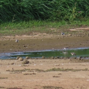 Charadrius melanops at Fyshwick Sewerage Treatment Plant - 23 Apr 2020 02:34 PM