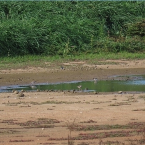 Charadrius melanops at Fyshwick Sewerage Treatment Plant - 23 Apr 2020 02:34 PM