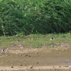 Charadrius melanops at Fyshwick Sewerage Treatment Plant - 23 Apr 2020