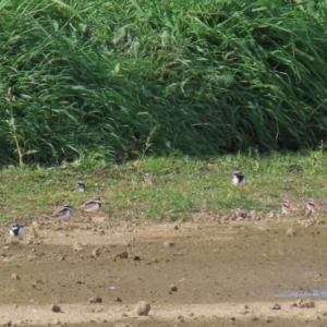 Charadrius melanops at Fyshwick Sewerage Treatment Plant - 23 Apr 2020