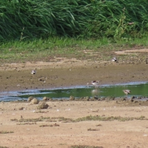 Charadrius melanops at Fyshwick Sewerage Treatment Plant - 23 Apr 2020