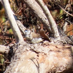 Stizoptera bichenovii (Double-barred Finch) at Fyshwick, ACT - 23 Apr 2020 by RodDeb