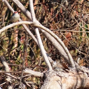 Stizoptera bichenovii at Fyshwick, ACT - 23 Apr 2020