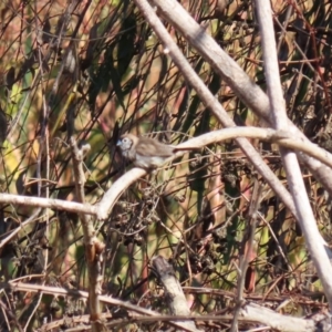 Stizoptera bichenovii at Fyshwick, ACT - 23 Apr 2020