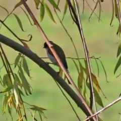 Melithreptus lunatus (White-naped Honeyeater) at Fyshwick, ACT - 23 Apr 2020 by RodDeb