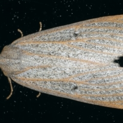 Paralaea porphyrinaria (Chestnut Vein Crest Moth) at Ainslie, ACT - 23 Apr 2020 by jbromilow50