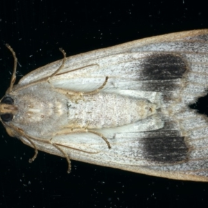 Paralaea porphyrinaria at Ainslie, ACT - 23 Apr 2020