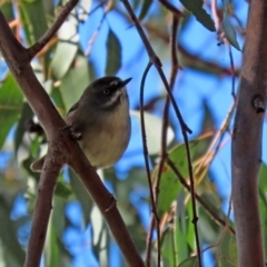 Sericornis frontalis (White-browed Scrubwren) at Fyshwick, ACT - 23 Apr 2020 by RodDeb