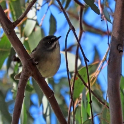 Sericornis frontalis (White-browed Scrubwren) at Fyshwick, ACT - 23 Apr 2020 by RodDeb