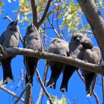 Artamus cyanopterus cyanopterus (Dusky Woodswallow) at Fyshwick, ACT - 23 Apr 2020 by RodDeb