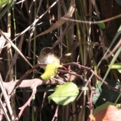 Poodytes gramineus at Fyshwick, ACT - 23 Apr 2020 12:43 PM