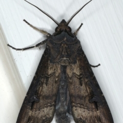 Agrotis ipsilon (Agrotis ipsilon) at Ainslie, ACT - 23 Apr 2020 by jb2602