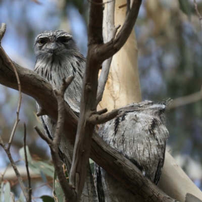 Podargus strigoides (Tawny Frogmouth) at Ainslie, ACT - 23 Apr 2020 by jb2602